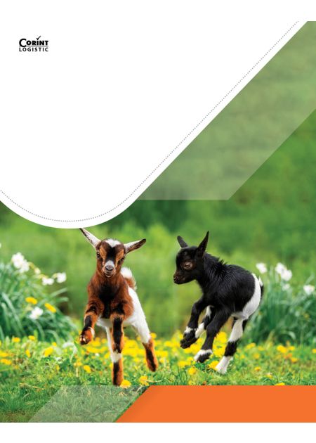 Biologie. Manual pentru clasa a VI-a
